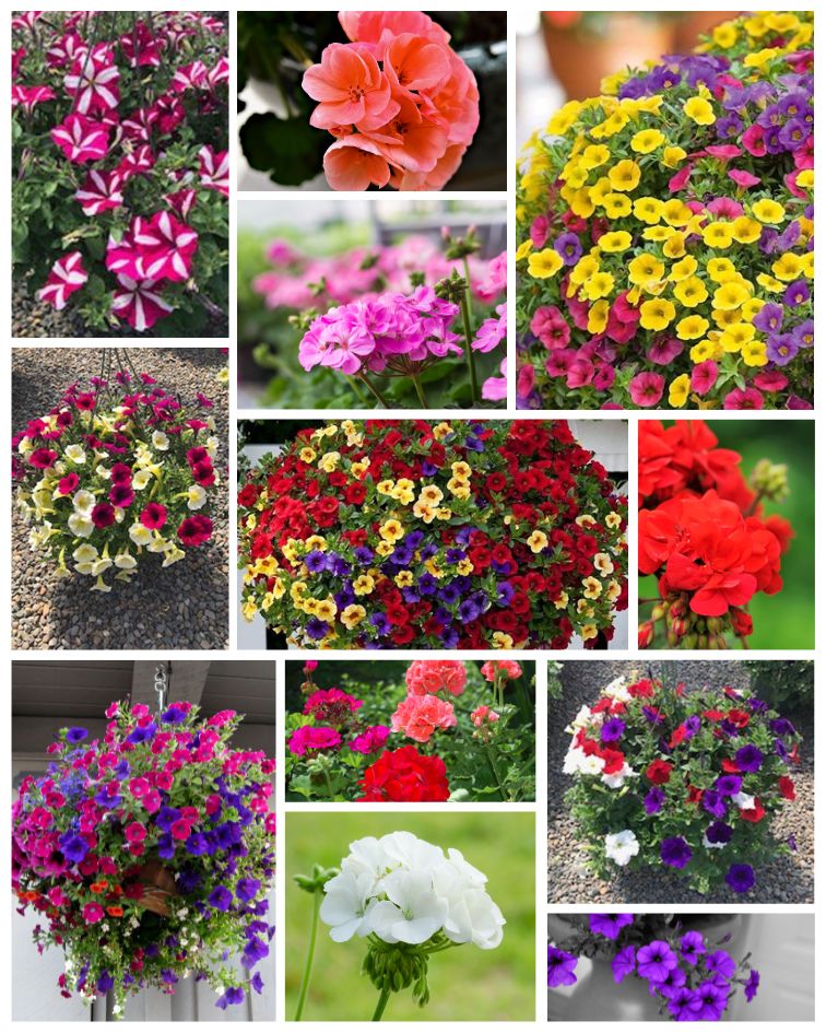 collage of geraniums and petunia hanging baskets